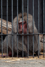 Animals In Captivity. Baboon Is In The Cell.