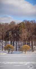 Two trees and the forest at lake shore in Tsaritsyno park