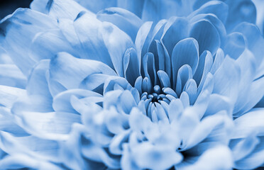 Sticker - Defocused pastel, blue dahlia petals macro, floral abstract background. Close up of flower dahlia for background, Soft focus,