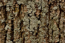 Gray Lichen On The Bark Of A Tree Trunk Macro