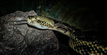 Closeup Head Shot Of A Canebrake Rattlesnake.