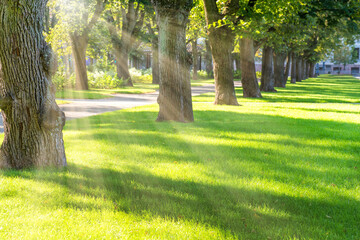 Wall Mural - Green sunny park with trees and grass