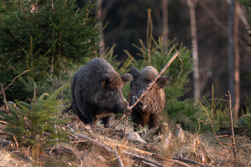 Wall Mural - wild boar searching for food. european nature. common wild pig during spring season. nature in the f