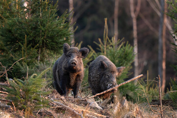 Wall Mural - wild boar searching for food. european nature. common wild pig during spring season. nature in the f