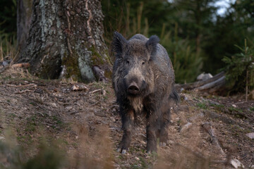 Wall Mural - wild boar searching for food. european nature. common wild pig during spring season. nature in the f