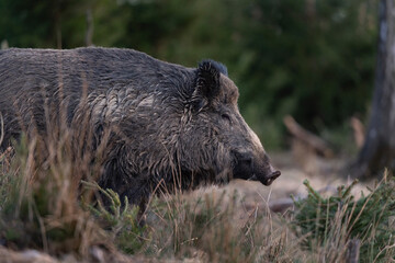 Wall Mural - wild boar searching for food. european nature. common wild pig during spring season. nature in the f