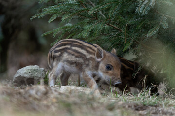 Wall Mural - wild boar searching for food. european nature. common wild pig during spring season. nature in the f