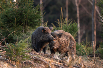 Wall Mural - wild boar searching for food. european nature. common wild pig during spring season. nature in the f
