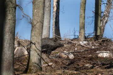 Wall Mural - wild boar searching for food. european nature. common wild pig during spring season. nature in the f