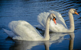 Fototapeta  - two swans