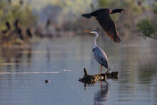 The Grey Heron Standing In The Shallow Water Of The Kerkini Lake. A Wild Bird From Greece.