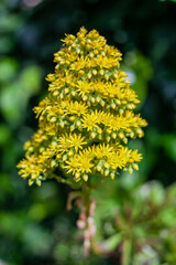 Wall Mural - close up of yellow flower