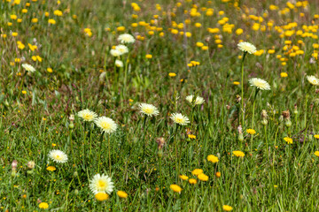 Wall Mural - flowers in the meadow