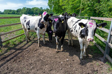 A Group Of Fenced-in Big Cow Heifers Marked With A Purple Spot On Top Of Their Heads