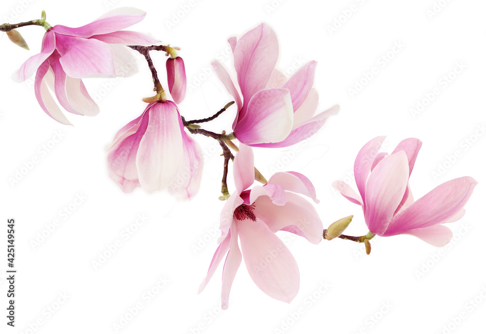 Pink spring magnolia flowers branch - obrazy, fototapety, plakaty 