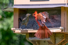 Male Northern Cardinal And A Female Red-winged Blackbird Battling At A Bird Feeder