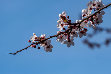 Wall Mural - close up of beautiful pink cherry flowers blooming on the branch under clear blue sky on a sunny day