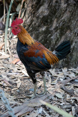 Wall Mural - the rooster is crowing