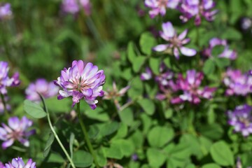 Wall Mural - Chinese milk vetch in full bloom.