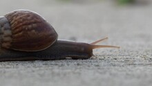 Giant African Land Snail Crawling On The Concrete Surface From Left To Right Direction.