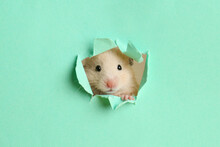 Cute Little Hamster Looking Out Of Hole In Turquoise Paper