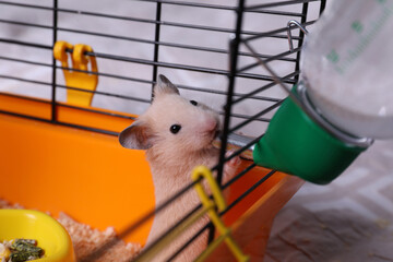 Wall Mural - Cute little fluffy hamster drinking in cage