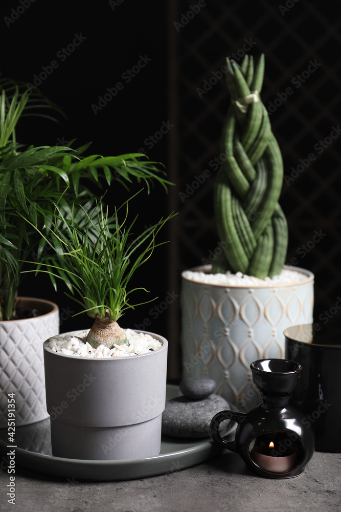 Beautiful Sansevieria, Nolina and Chamaedorea in pots with decor on grey table. Different house plants - obrazy, fototapety, plakaty 