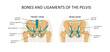 Bones and ligaments of the pelvis