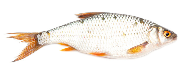 Sticker - Redfin fish isolated on white background.