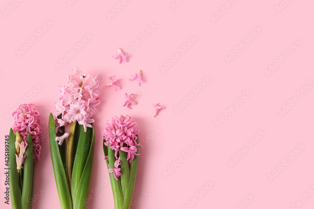 Beautiful blooming hyacinth plants on color background - obrazy, fototapety, plakaty 
