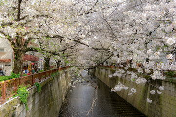 Wall Mural - 東京都目黒区中目黒の目黒川沿いの桜並木の景色