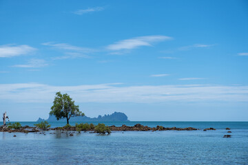 Wall Mural - Landscape image of trees in the sea