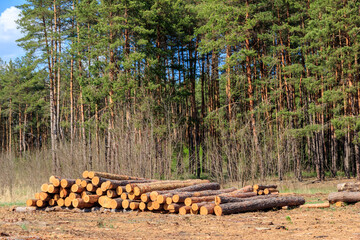 Wall Mural - Stacked tree trunks felled by the logging timber industry in pine forest