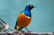 Superb starling.
 This is a bird that lives in South Africa.