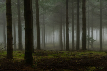 Mysterious Otzarreta forest. Gorbea natural park, Basque Country, Spain