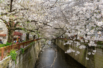 Wall Mural - 東京都目黒区中目黒の目黒川沿いの桜並木の景色