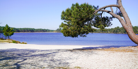 Wall Mural - beautiful empty beach sandy coast and pine tree in Hostens lake southwest France