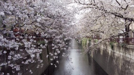 Wall Mural - 東京都目黒区中目黒の目黒川沿いの桜並木の景色