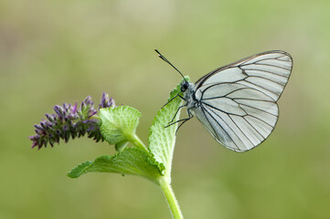 Wall Mural - Aporia crataegi butterfly on a wild flower early in the morning waiting for the first rays of the sun