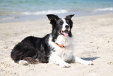 Fototapeta Dmuchawce - border collie dog portrait on the beach