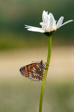 The Beautiful And Elegant Butterfly Melitaea Covered With Dew Sits On A Summer Morning On A Daisy Flower