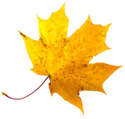 Wall Mural - autumn leaves isolation.