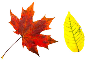Wall Mural - autumn leaves.
