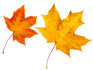 Wall Mural - autumn leaves.