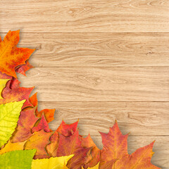 Wall Mural - autumn leaves.