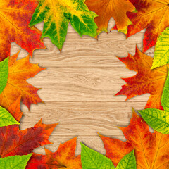 Wall Mural - autumn leaves.