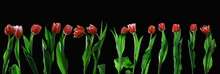 Red Tulips On Black Background With Green Stems And Leaves