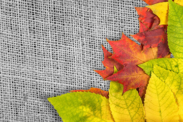 Wall Mural - autumn leaves.
