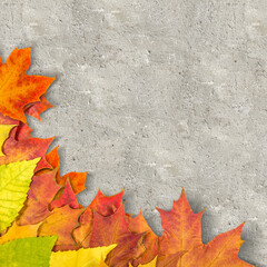 Wall Mural - autumn leaves.