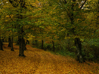 Canvas Print - autumn nature trees yellow leaves countryside landscape